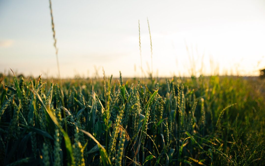 Developing a resource-efficient agriculture with biogas