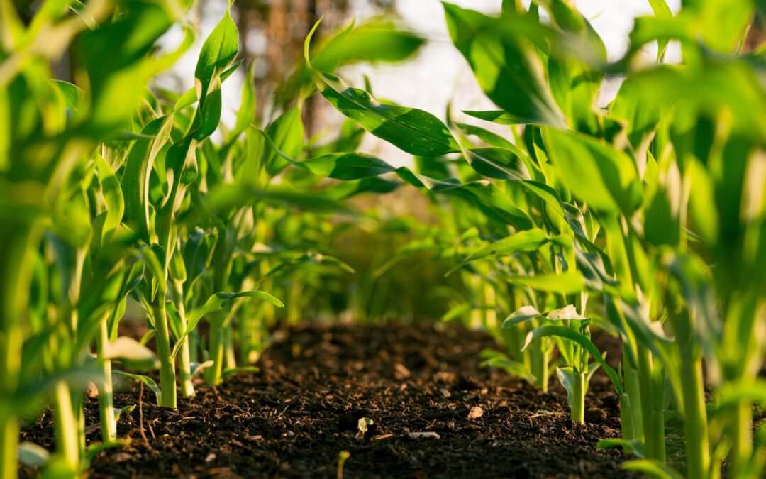 Digestate as driver of the agroecological transition in Europe